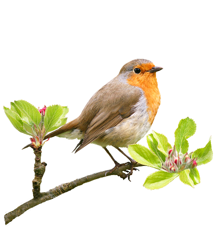 Die Feldlerche braucht offene Landschaften