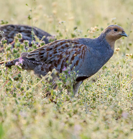 Vogel des Jahres: Das Rebhuhn braucht Hilfe