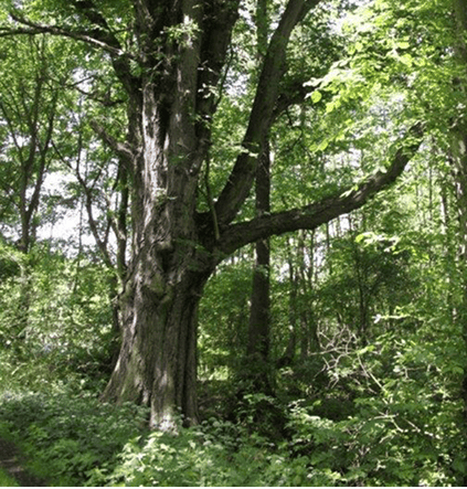 Zarth: Neuer Erlebnispfad klärt Besucher*innen auf